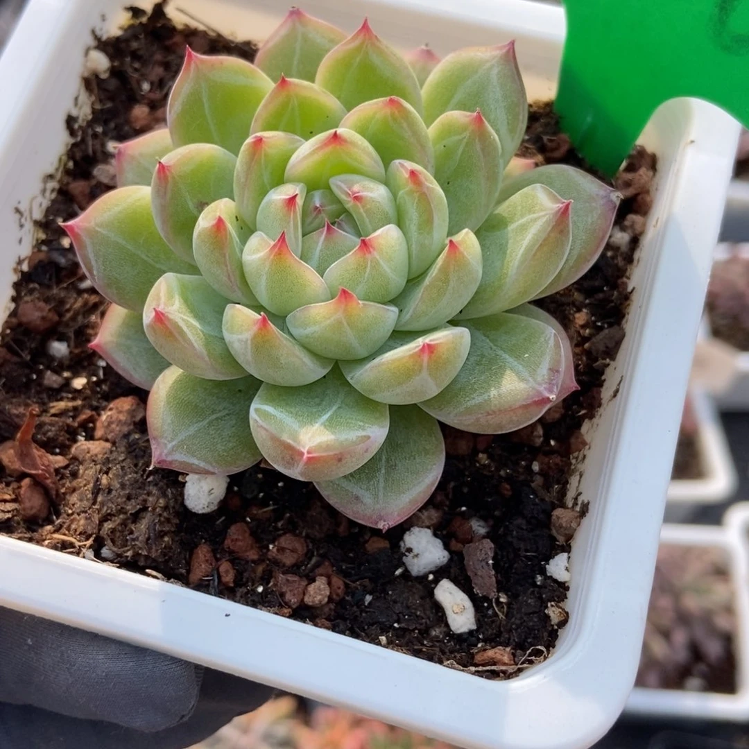 1666雪花珍妮多肉