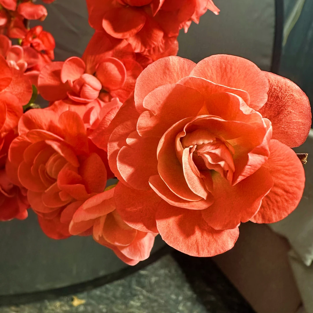 【梦绘卷】带花芽发货春节前后开花