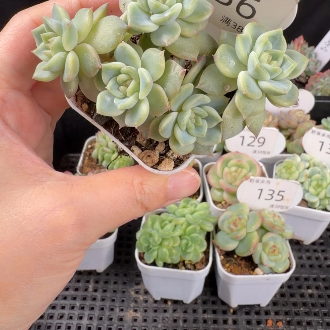 月恒c五头群126号