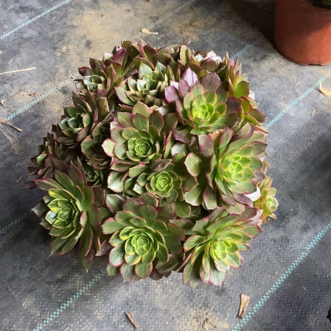 红陶万圣节黄锦法师