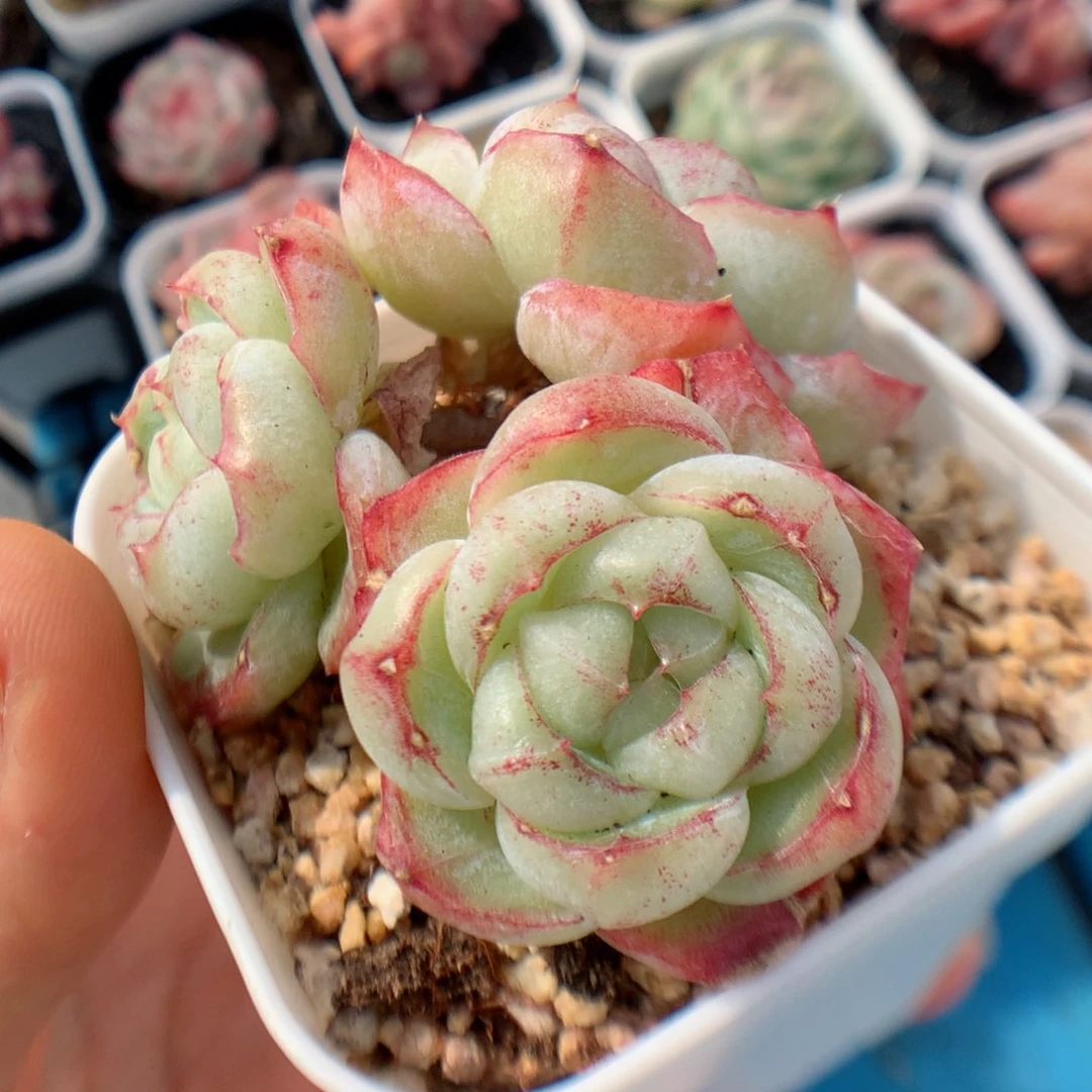 多肉植物。 胖虎37