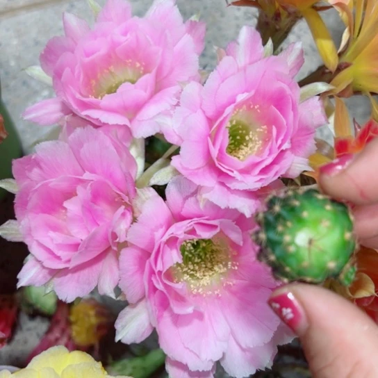 下16丽花美花9歪伤无根侧芽2一3公分左右20包邮