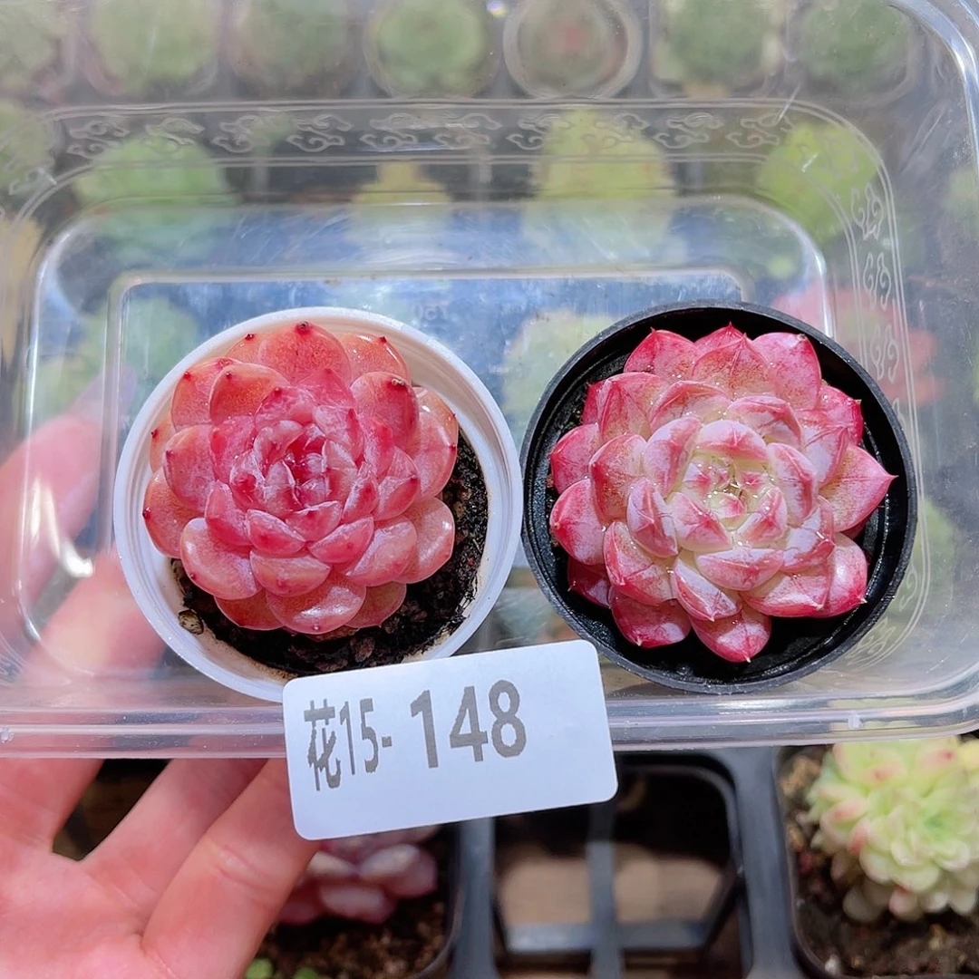 花利美15-148白桃汽水➕果汁