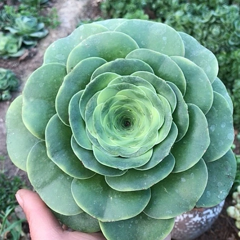 一****福大酒杯玫瑰一棵多肉1