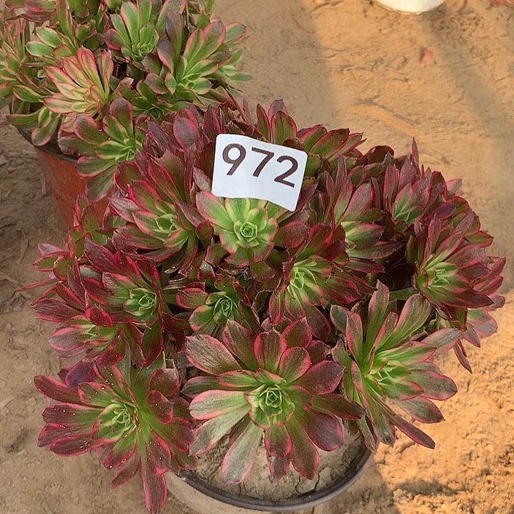 无花朵972安娜中