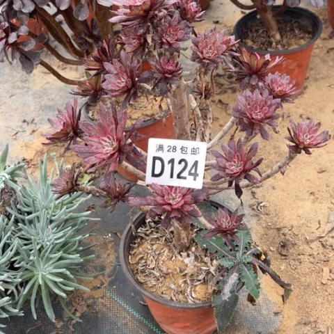 124紫霞有砍不包断枝