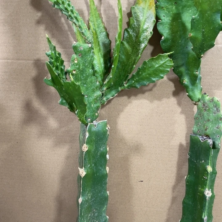 完全开放七**?令箭荷花408