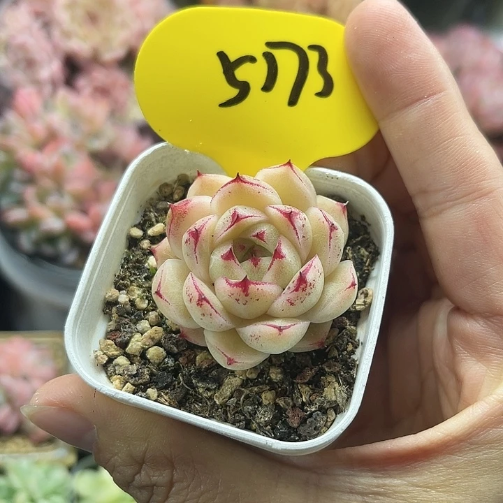 边线肥圆包麦秆5173