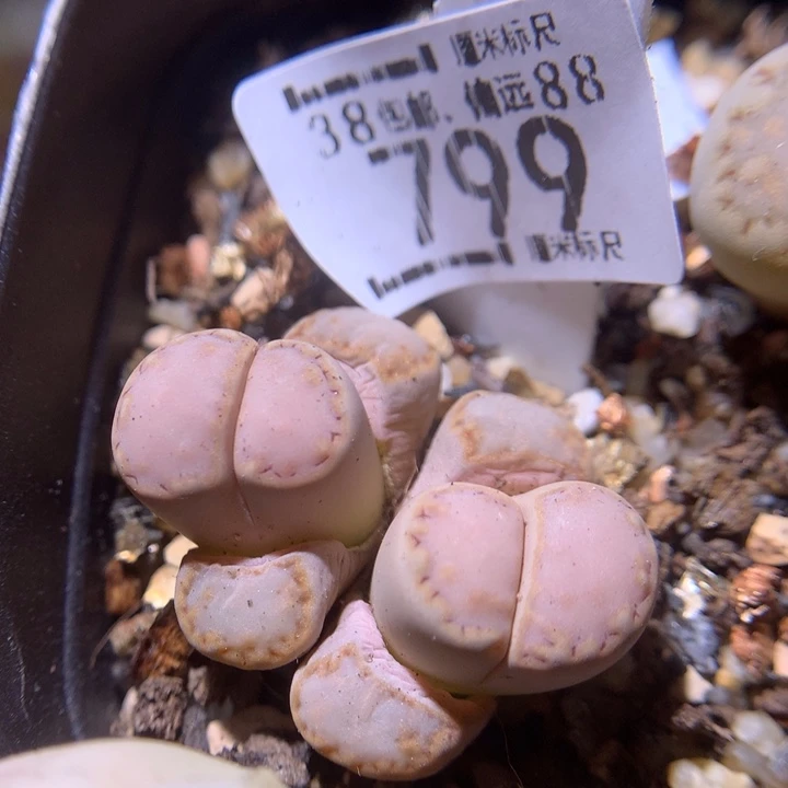 zzz精品人石花799