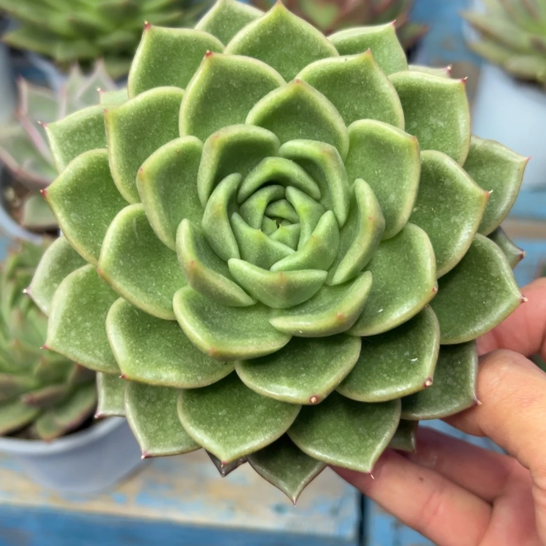 多肉植物一物一拍（25号）