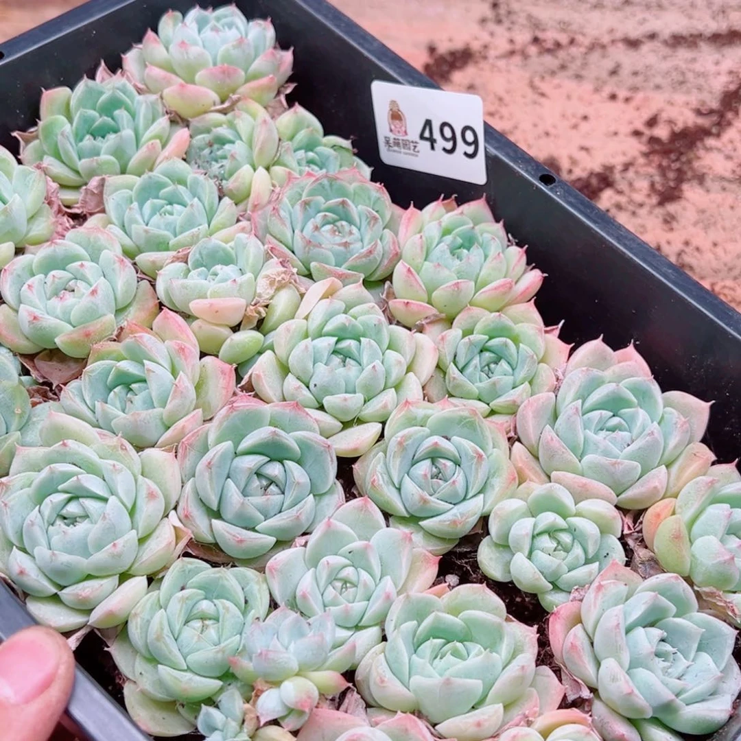 多肉植物多肉植物