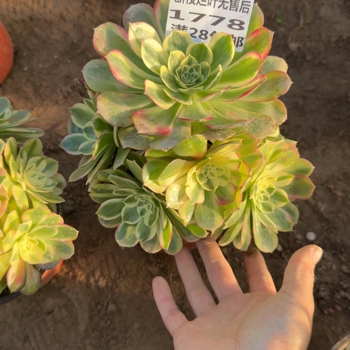 1778二号棚玉芙蓉A