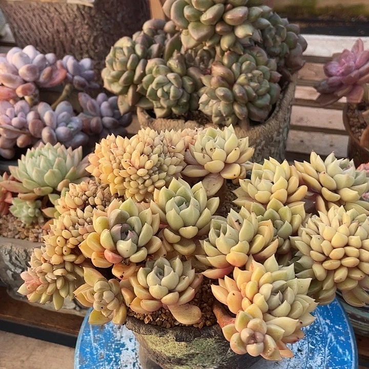 多肉植物肉肉植物