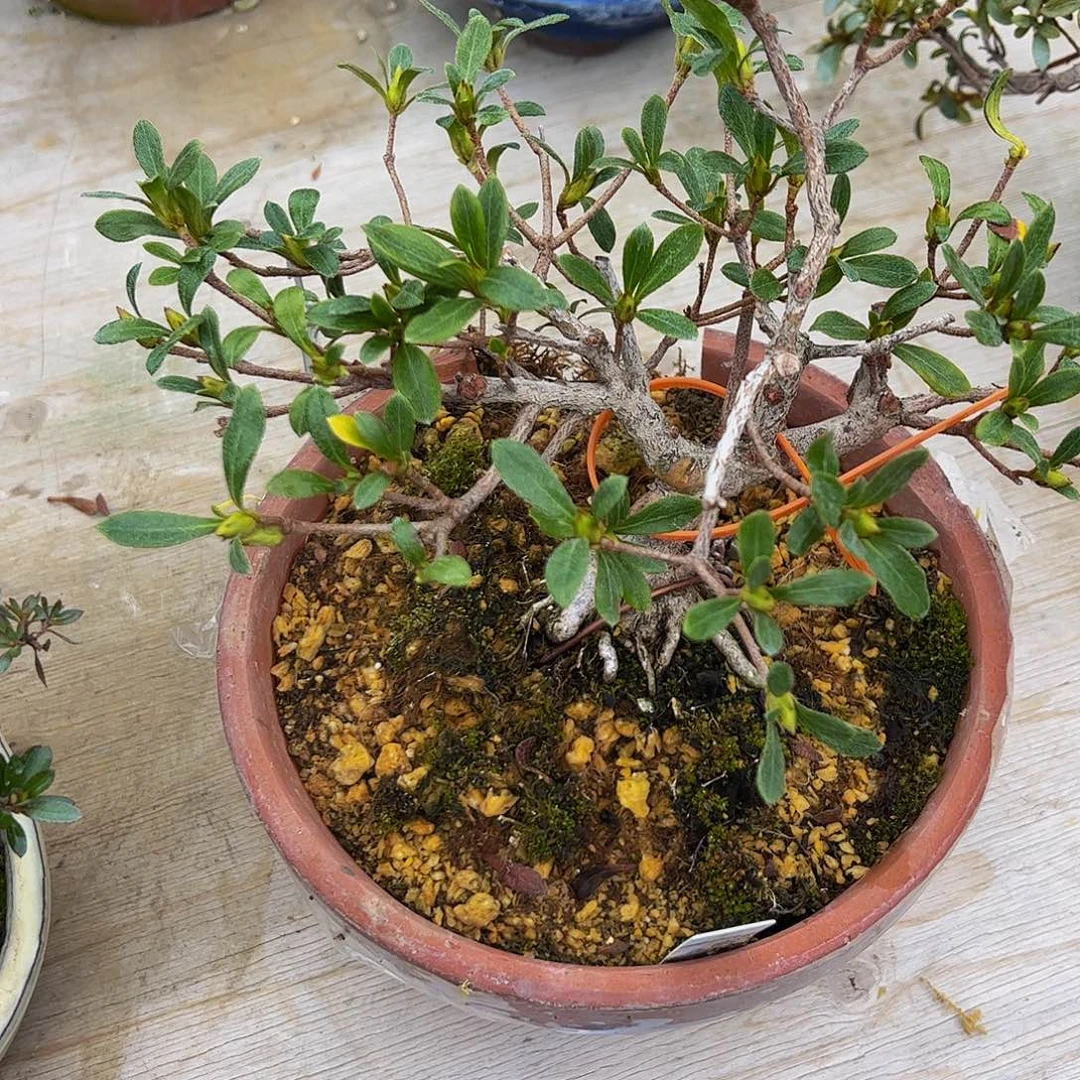 盆景盆景盆景不包邮六**爪