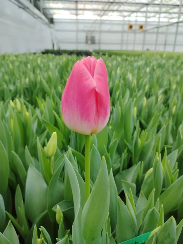 王朝-郁金香5度球5颗装