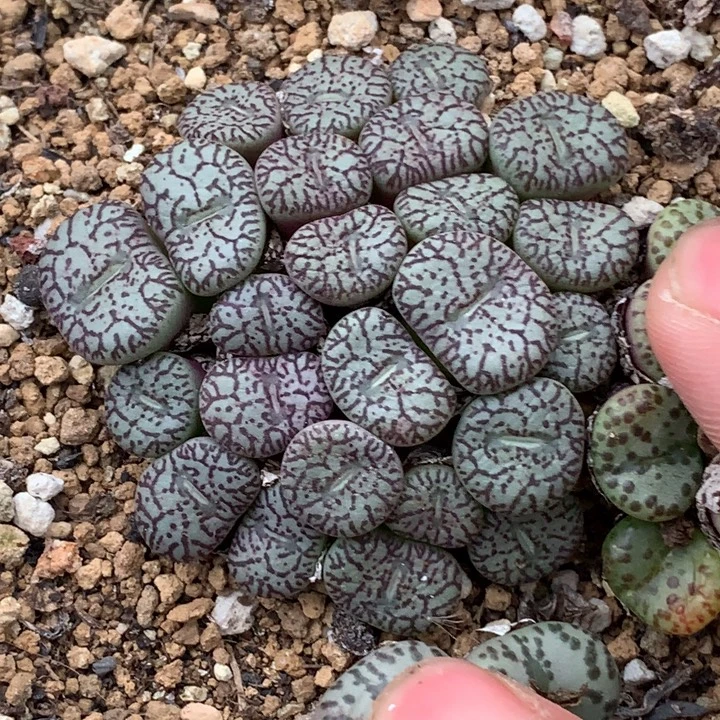 精品多肉植物精品墨小锥