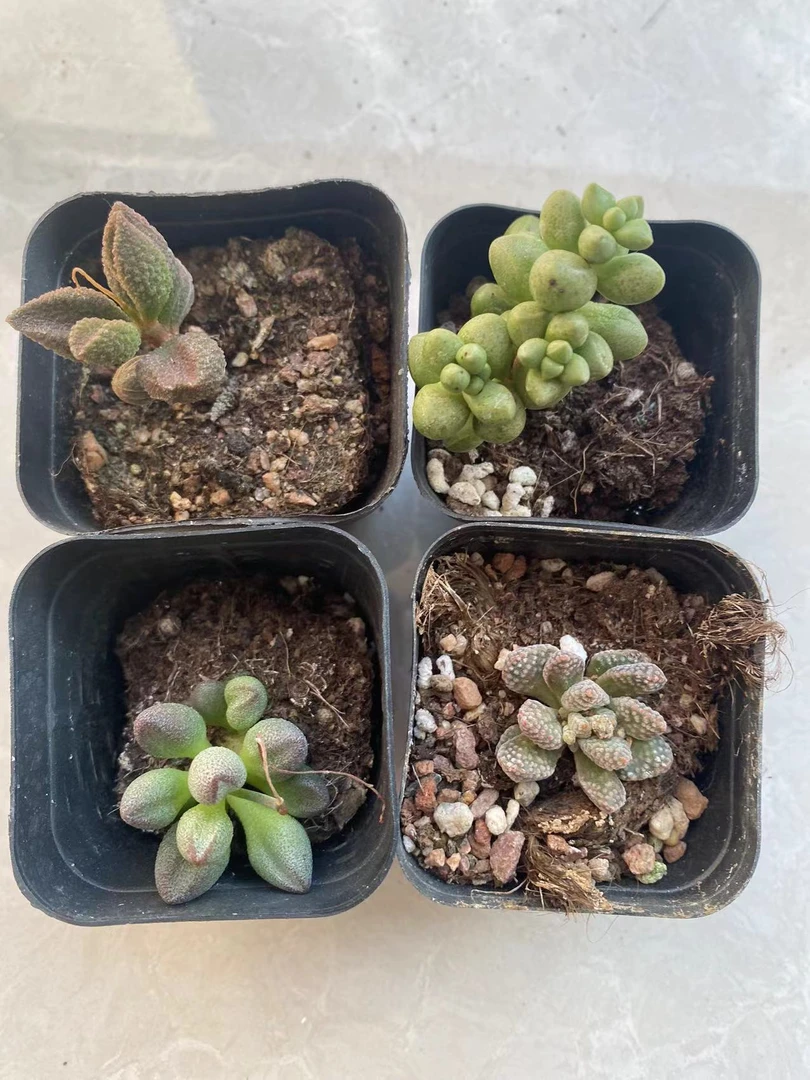水泡多肉组合 小红嘴 火星兔子 紫光 荔枝皮