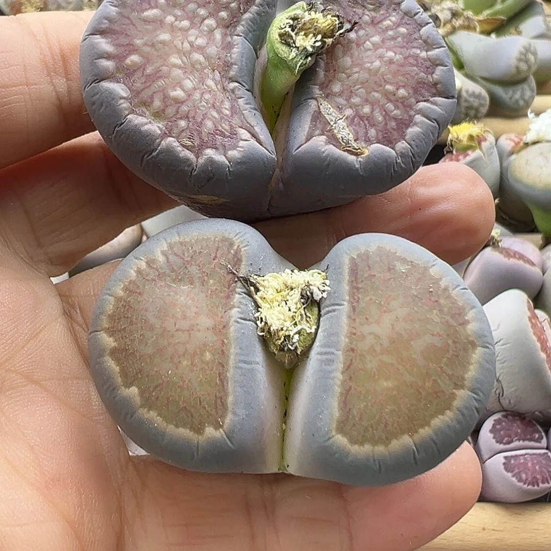 2366 生石花部分有伤长腿清货不售后