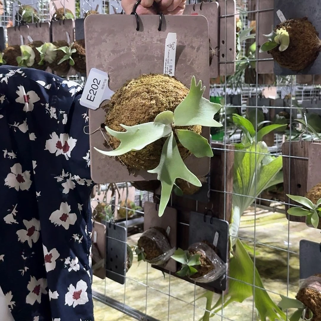 无花朵E202-Omg，月夜混播苗