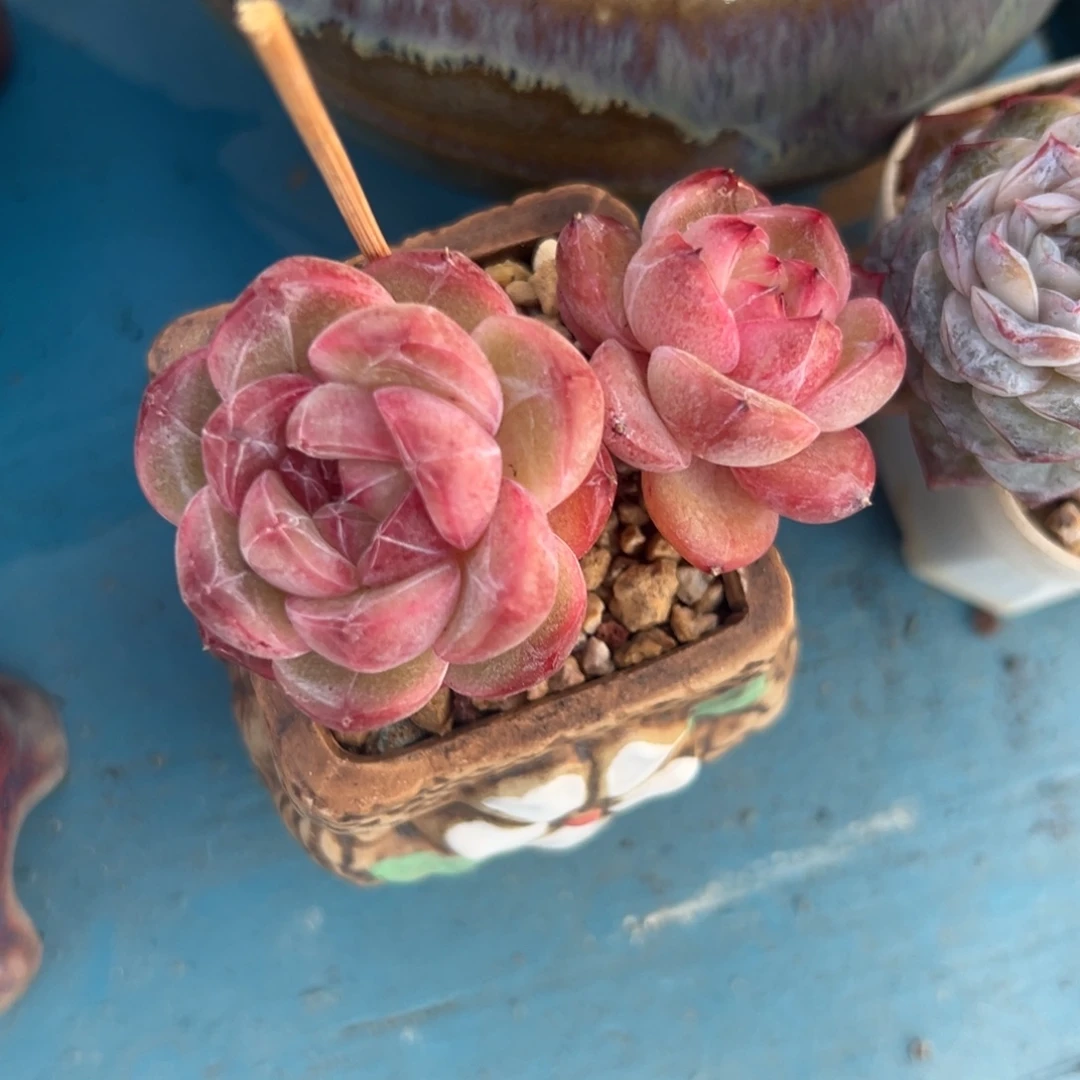 多肉植物一物一拍（10号）