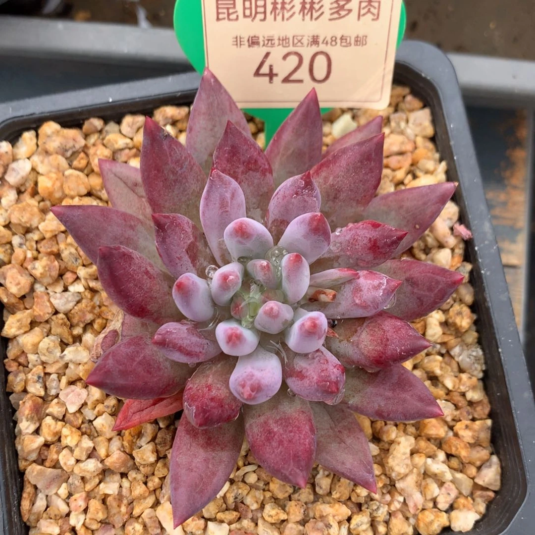 虞美人羽毛体单头420