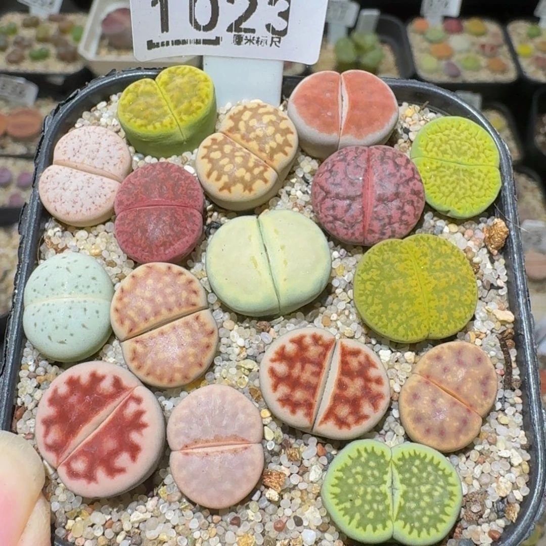 Ssss精品生石花1023