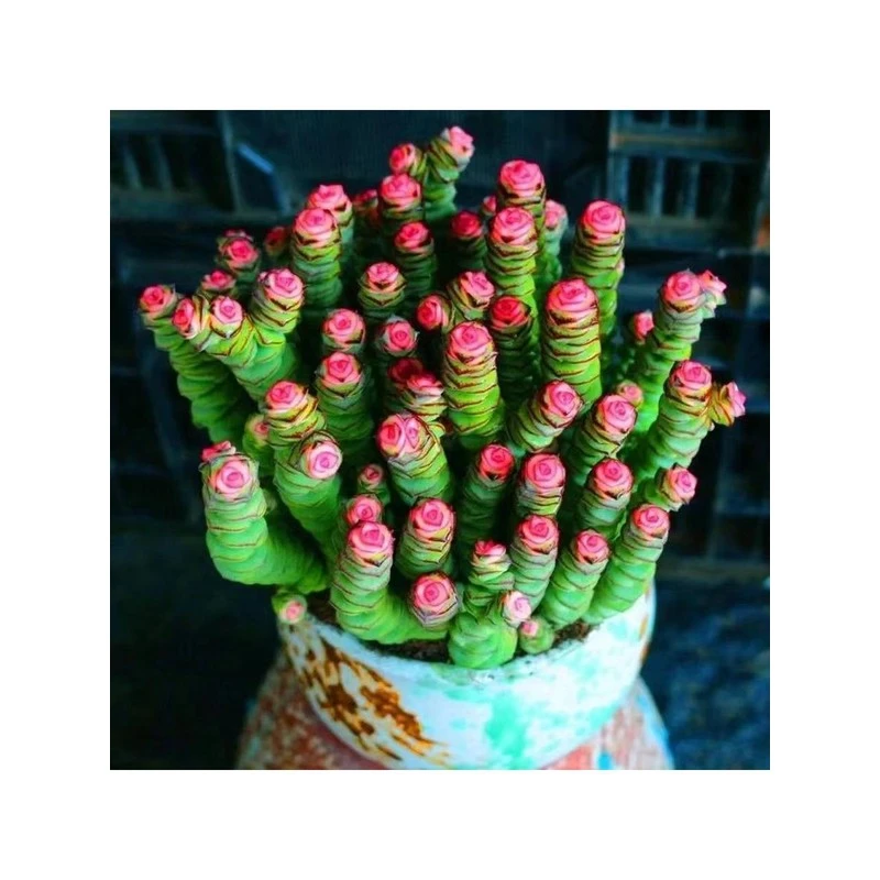 彩色钱串多肉大盆钱串子多肉钱多多植物盆栽客厅旺财植物绿植花卉