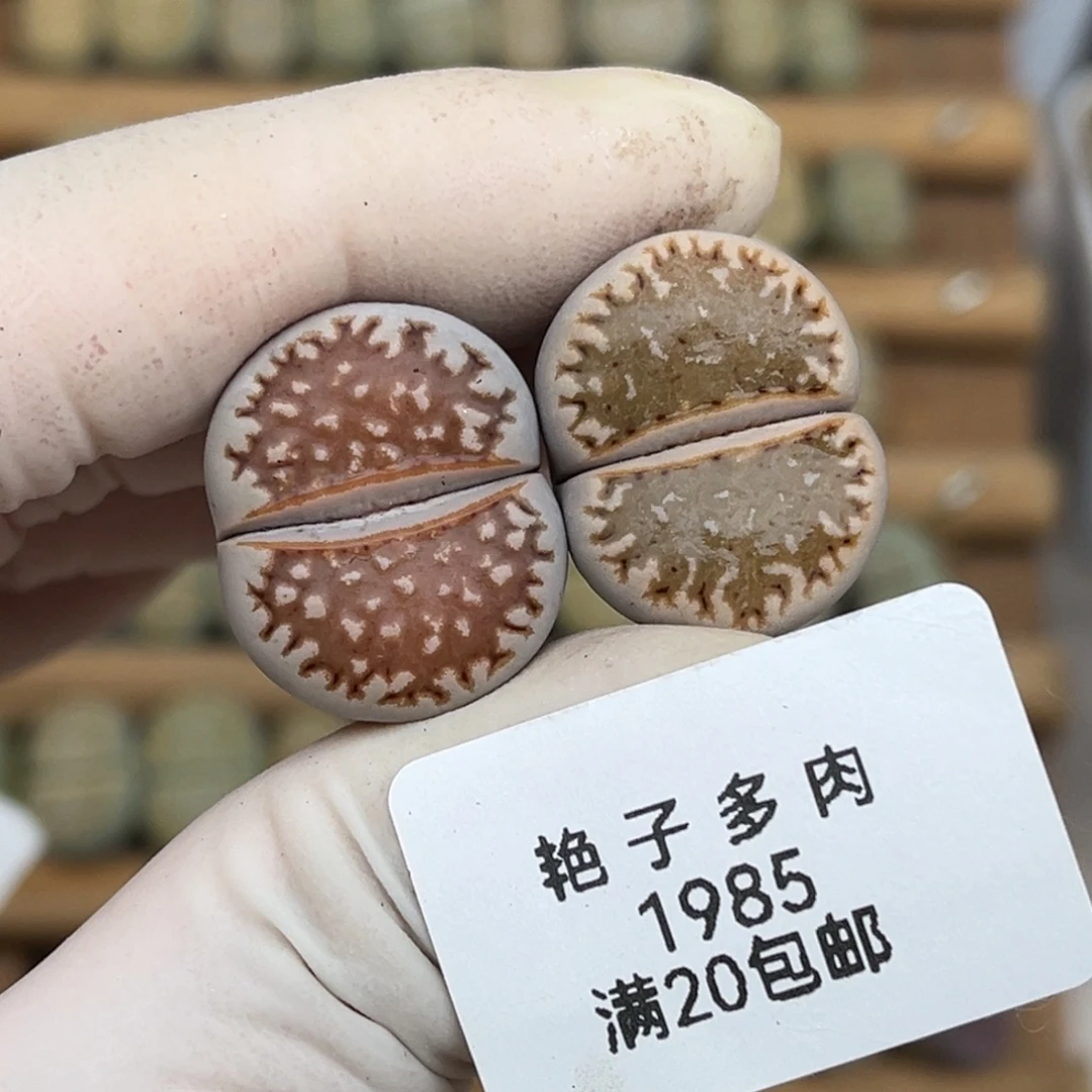 1985号一首两颗218编号饼干