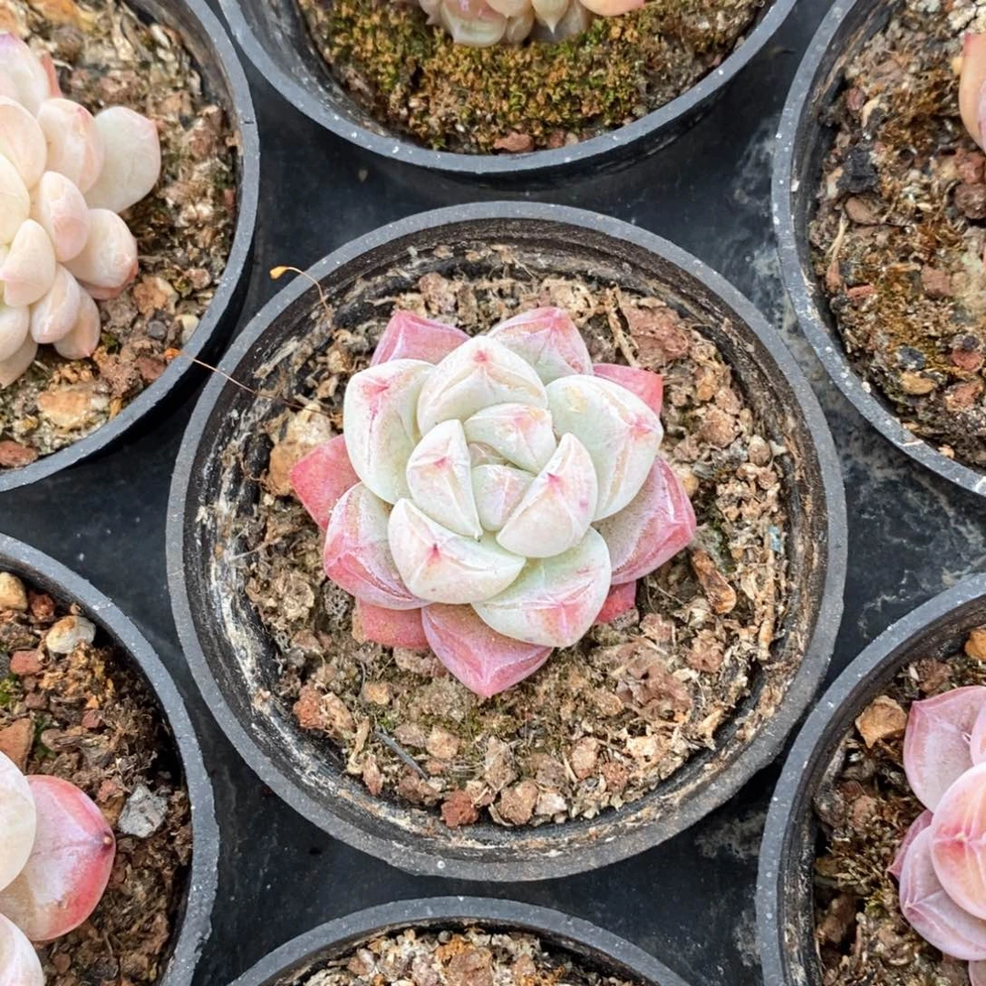 精品多肉一物一板不包整317