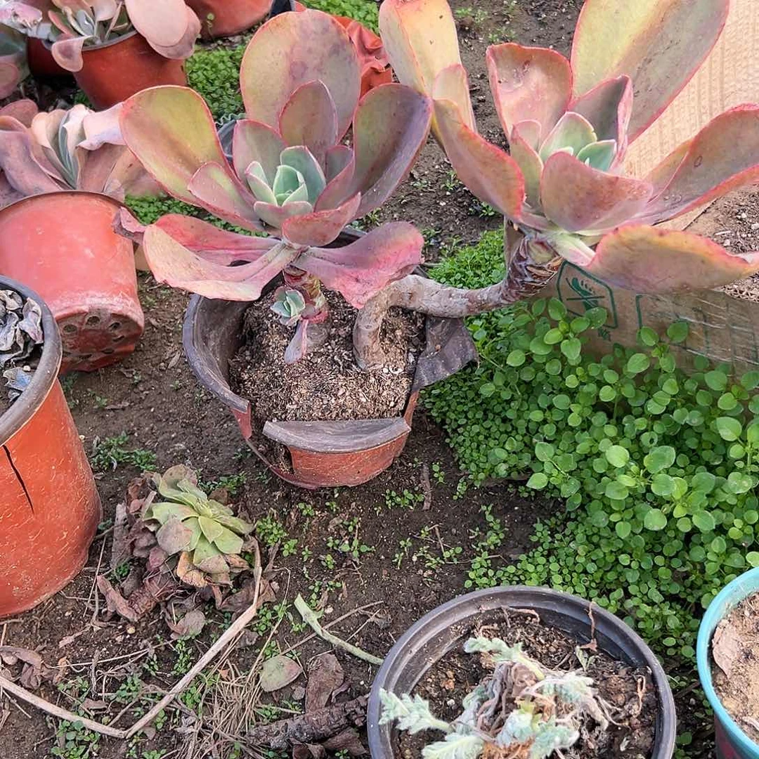 多肉植物达瑞碟老庄