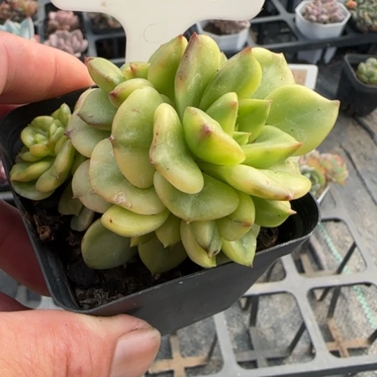 338辣牡丹锦一物一拍多肉