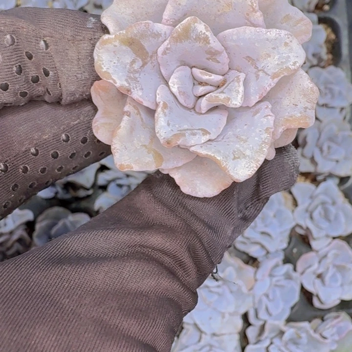 白饺子皮两颗一组