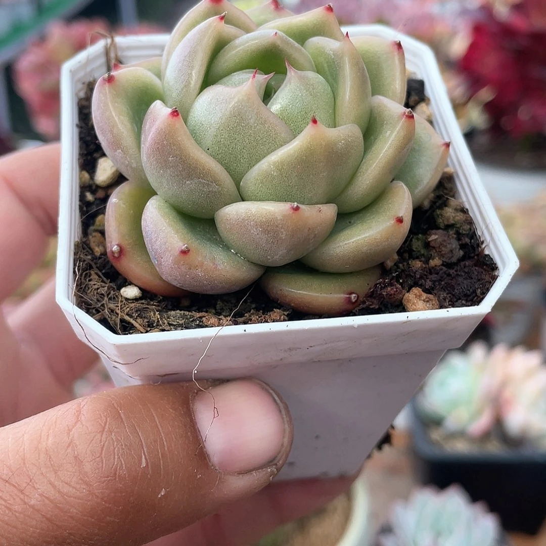 小水晶龙多肉带盆发货多肉