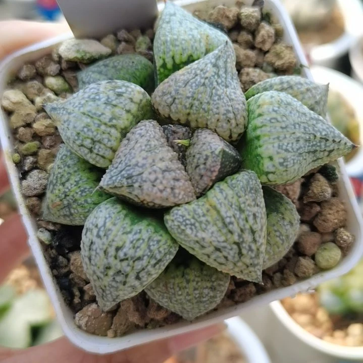 28号奄美白银一物一拍带盆土发货满38包邮