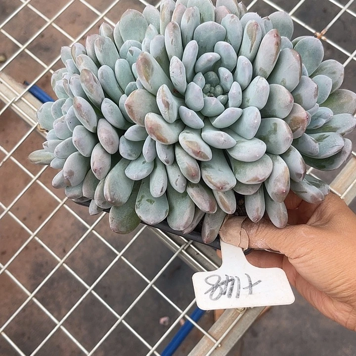两单包邮，一物一拍148菩提z