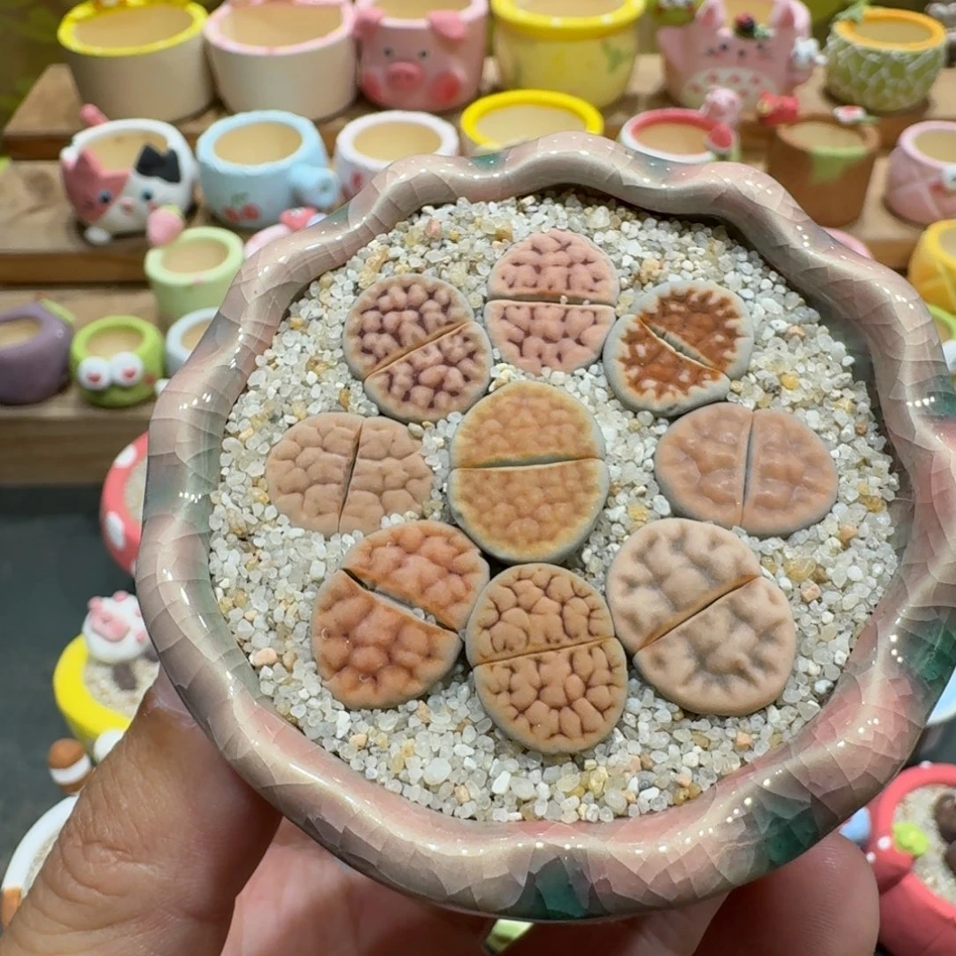 蘑菇1206花纹彩拼多肉植物