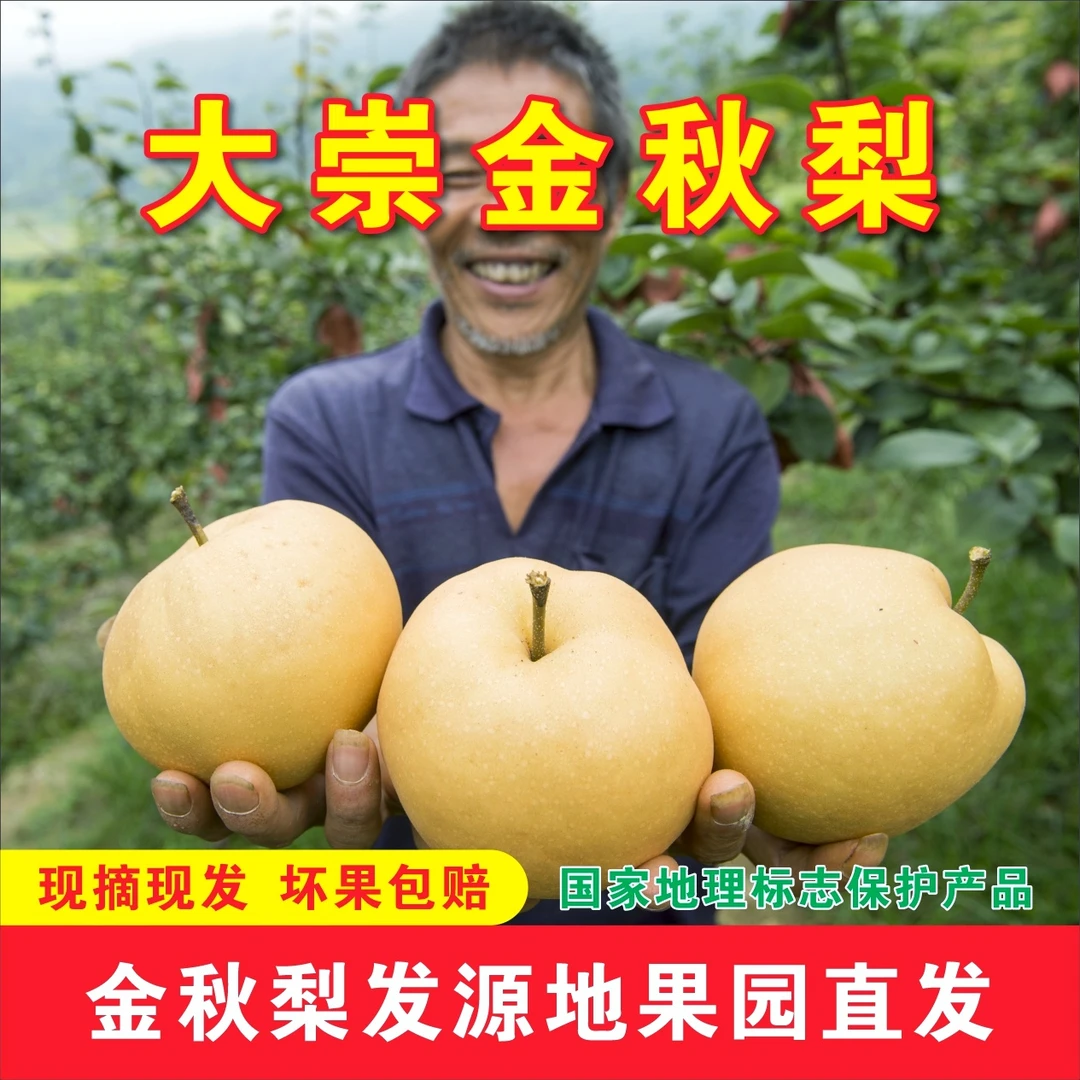 正宗大崇乡金秋梨现摘现发脆甜多汁当季新鲜水果黔阳砂溪