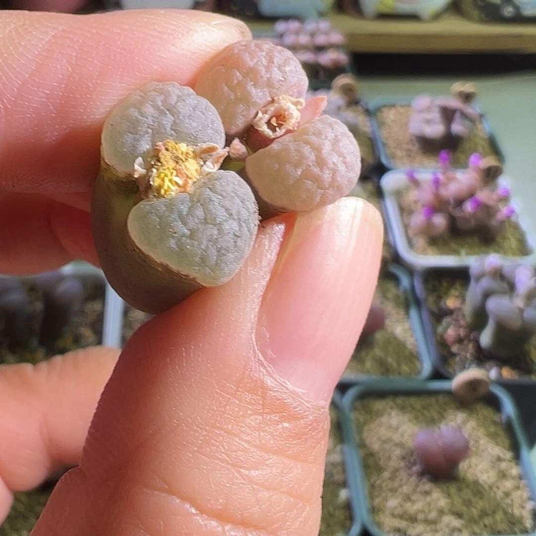 阳****肉炸福利。