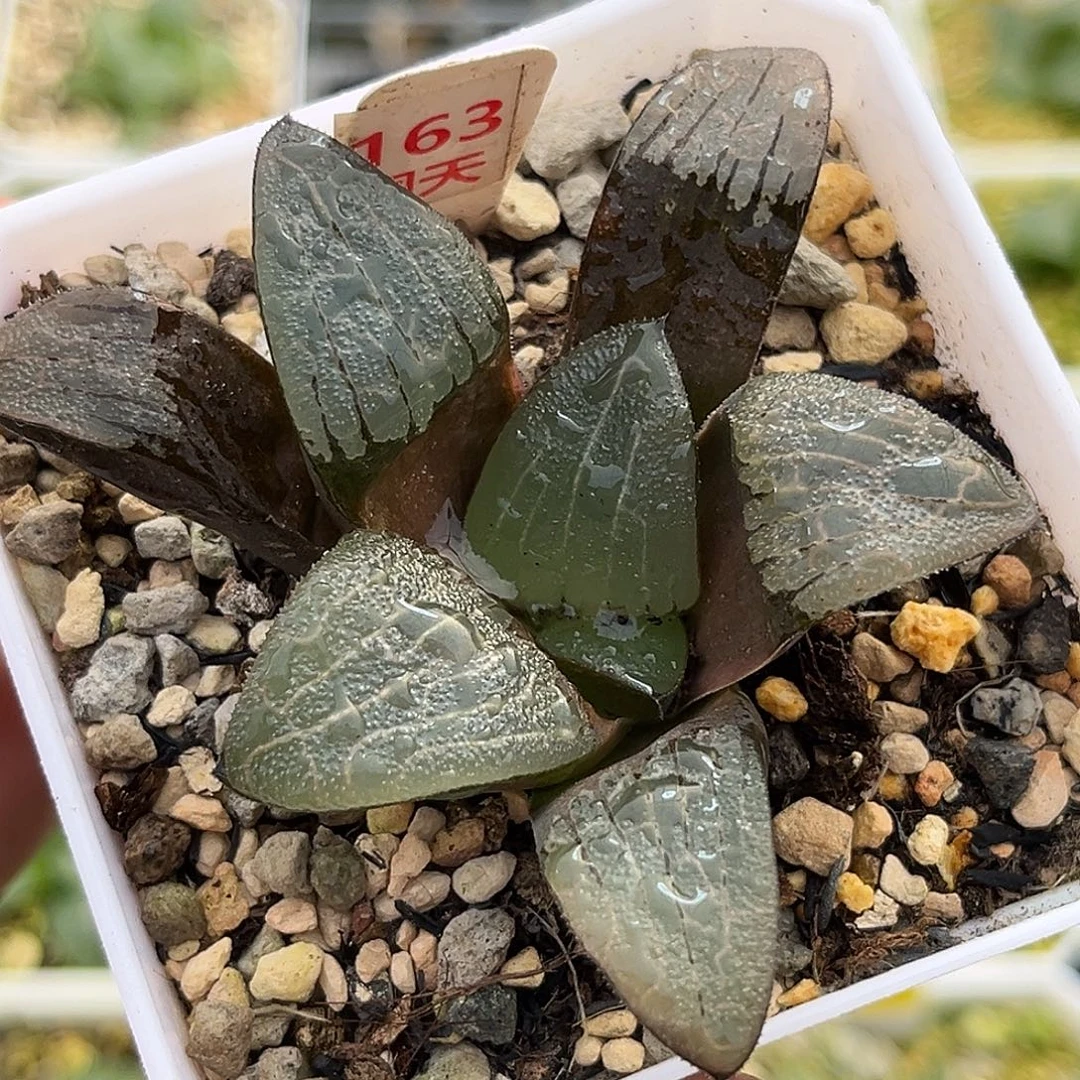 163大型丸叶克一物一图