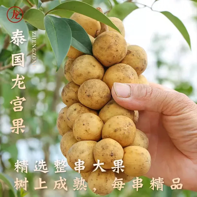 泰国应季龙宫果新鲜水果龙贡果超爱稀有高端椰色水果龙宫果爆汁