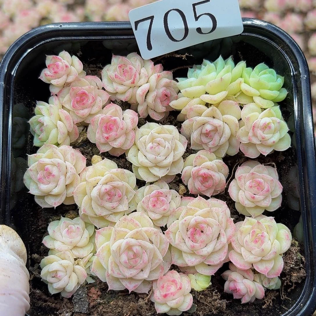 多肉植物多肉植物705