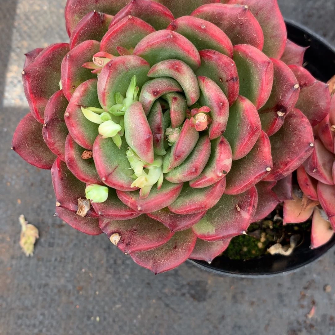 乔*板2751无心开花有叶伤杂交精品基地18厘米