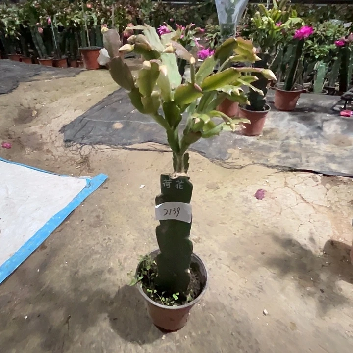 完全开放2139荷花仙子