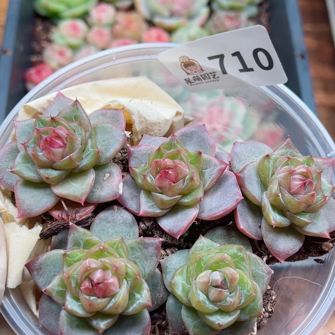 多肉植物多花植物