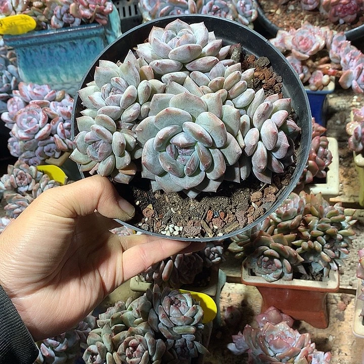 哈哈哈哈哈哈哈哈12