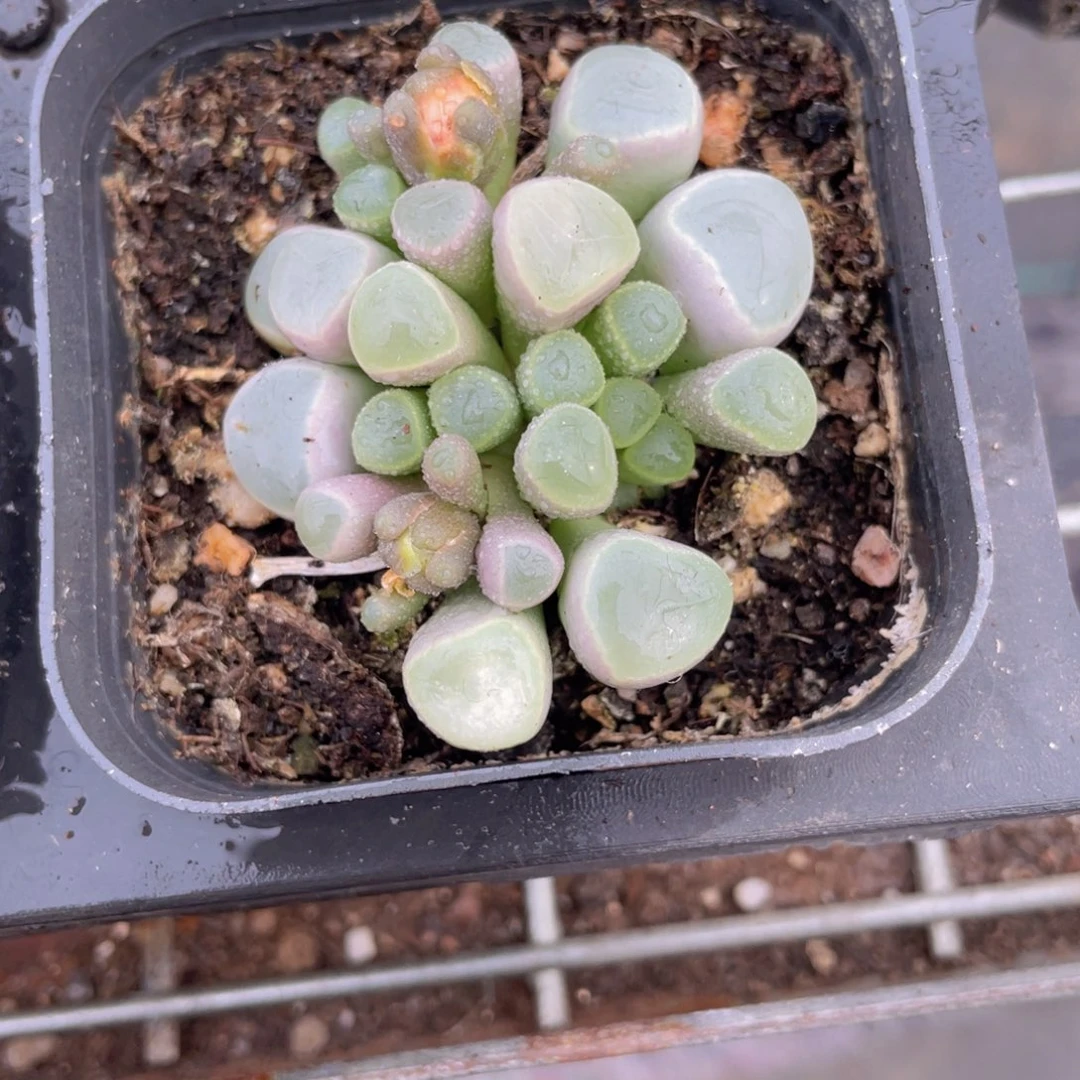 五十灵玉多肉9.9包邮发货