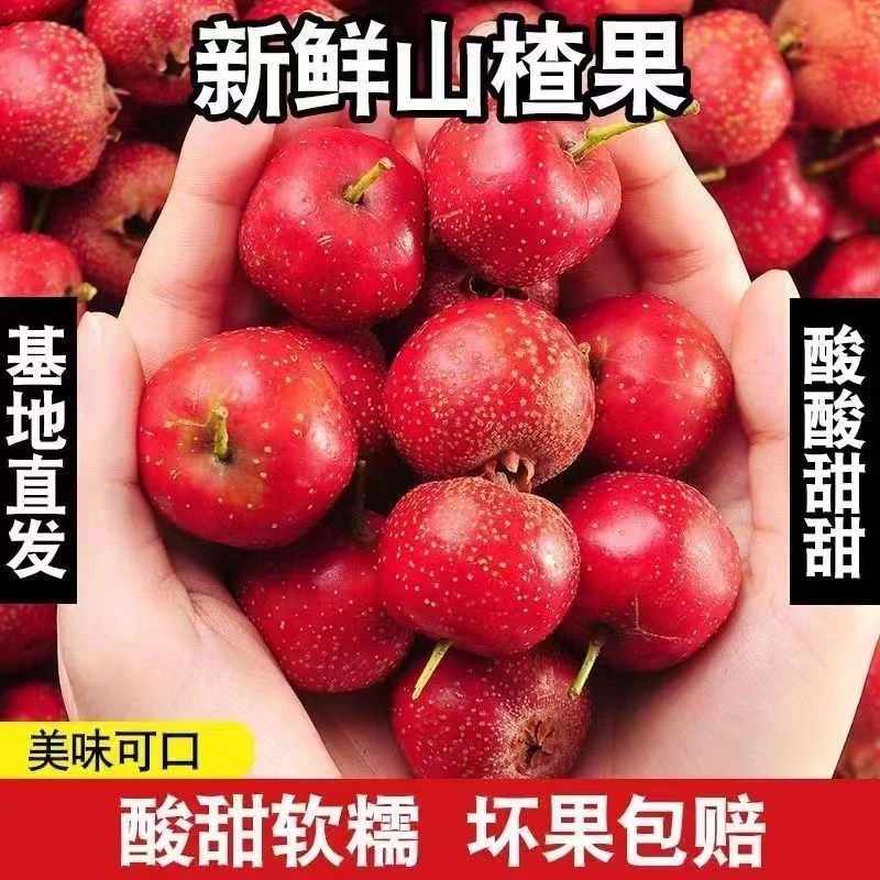 【冲销量】天然农家老树山楂新鲜当季水果酸度高 山楂罐头糖葫芦用