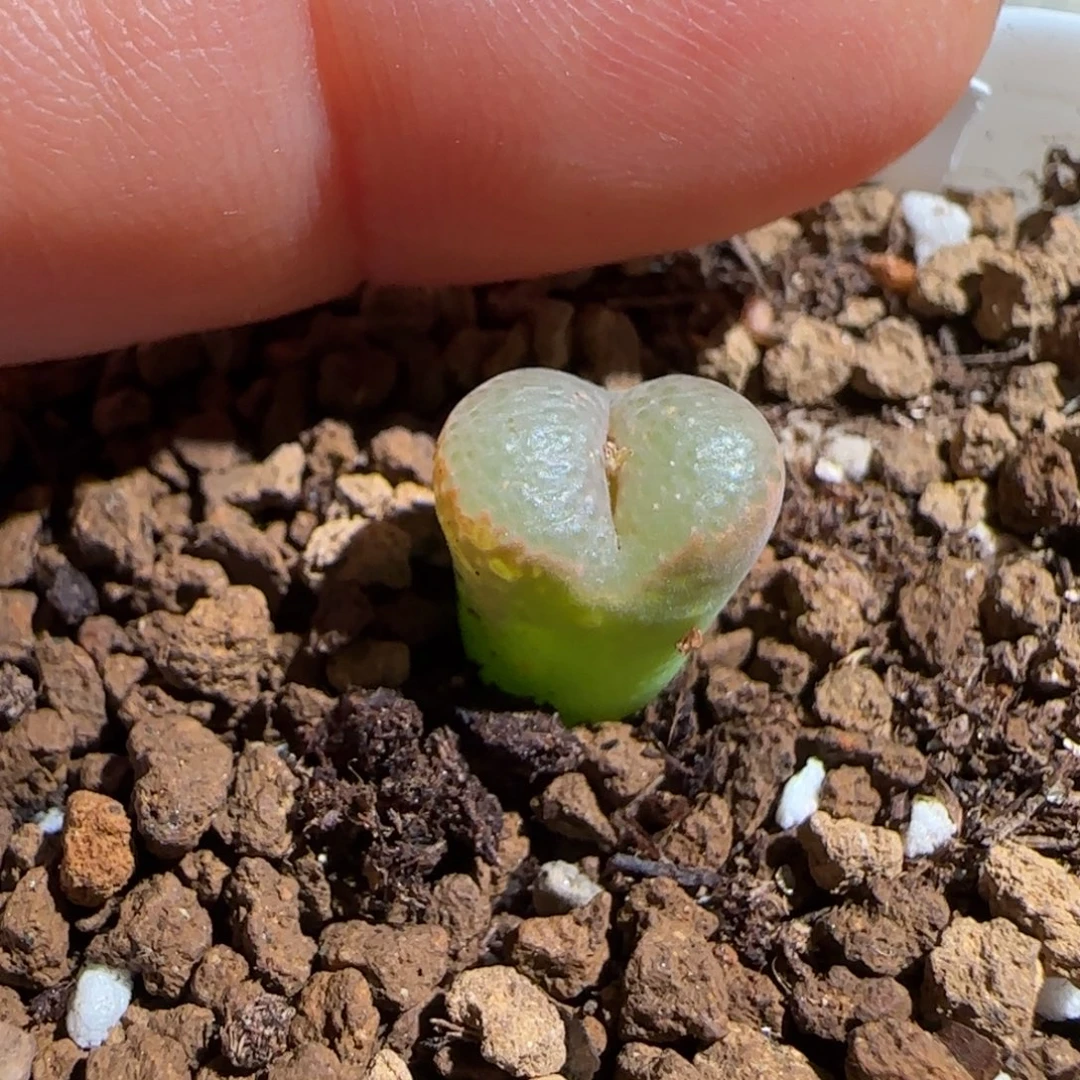 靓***丫肉锥多肉植物组合-388