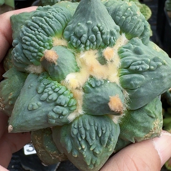 无花朵苗接怒涛373