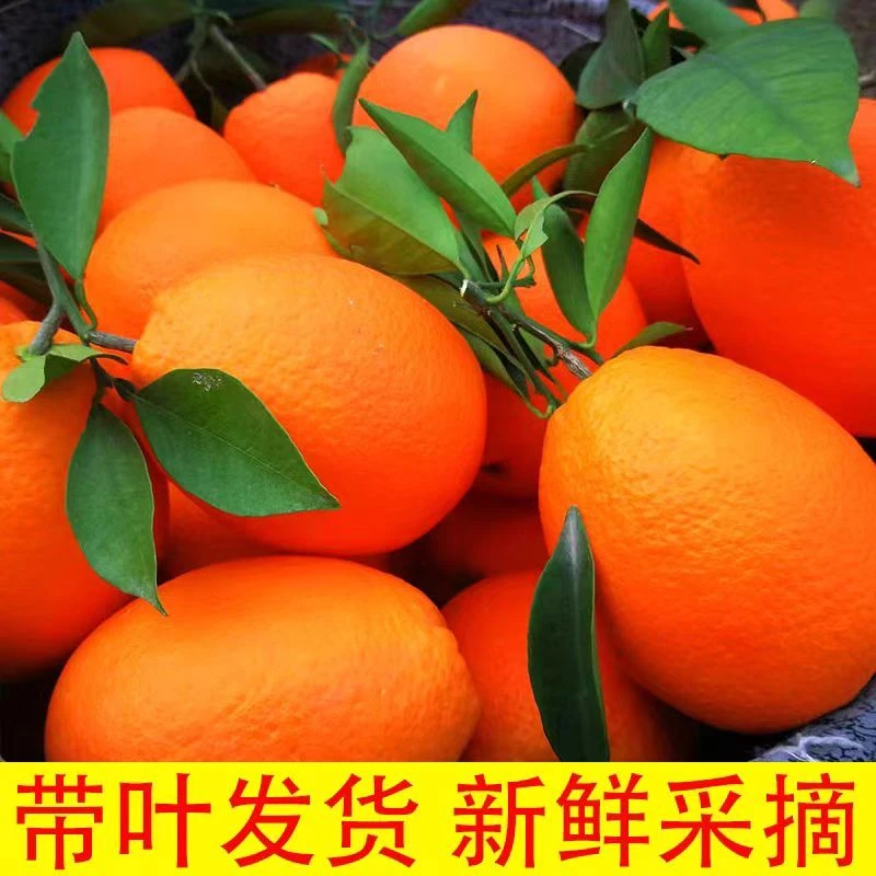 【助农专属】奉节72-1脐橙新鲜现摘香甜多汁橙子当季水果送礼佳品